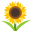 🌻